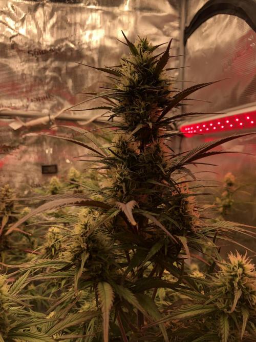 Strawberry Gorilla Auto. Week 8