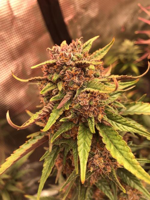 Red Gorilla Girl XL Auto. Week 9