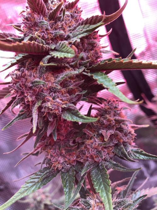 Red Gorilla Girl XL Auto. Week 9