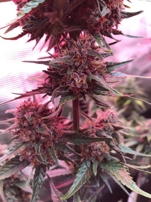 Red Gorilla Girl XL Auto. Week 9