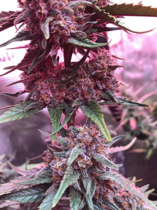 Red Gorilla Girl XL Auto. Week 9