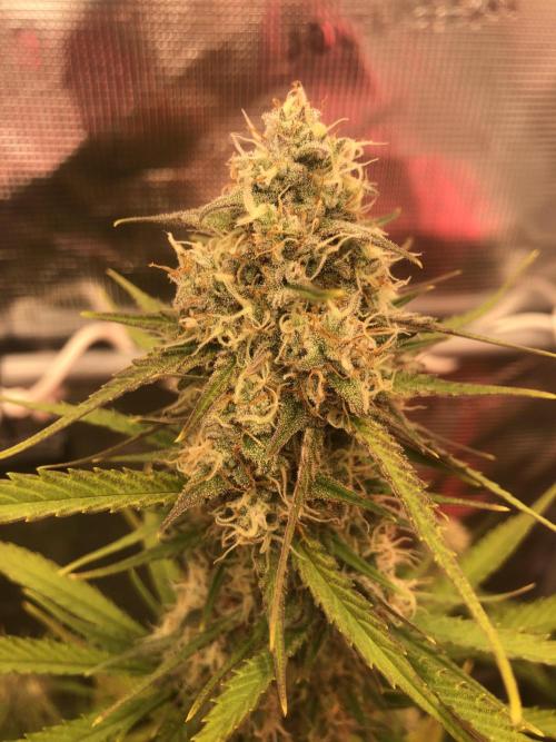 Cheese Auto 🧀. Week 9