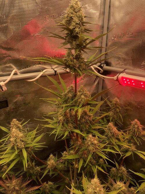 Cheese Auto 🧀. Week 9