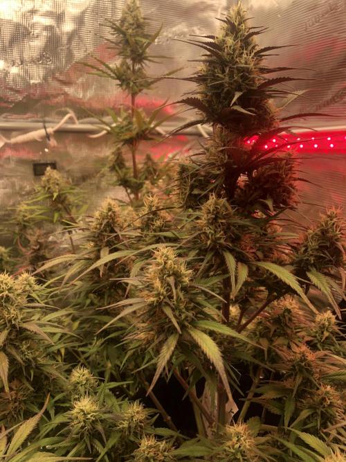 Strawberry Gorilla Auto. Week 9