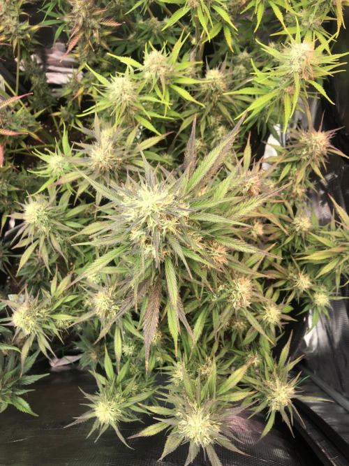 Strawberry Gorilla Auto. Week 9