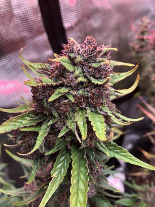 Red Gorilla Girl XL Auto. Week 10