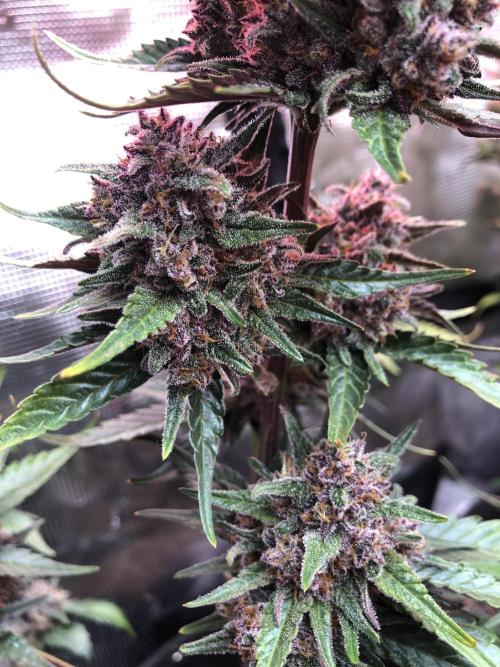 Red Gorilla Girl XL Auto. Week 10