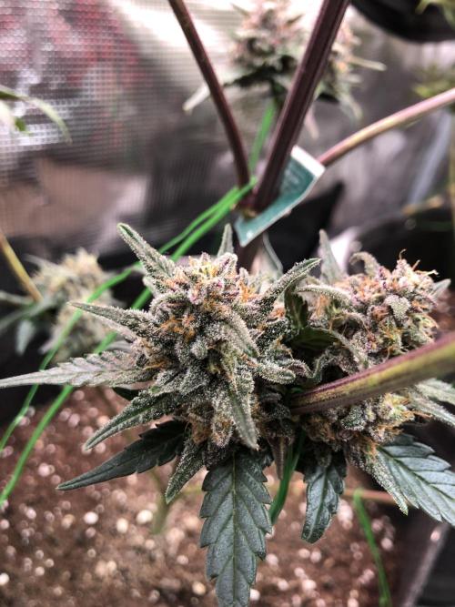 Red Gorilla Girl XL Auto. Week 10