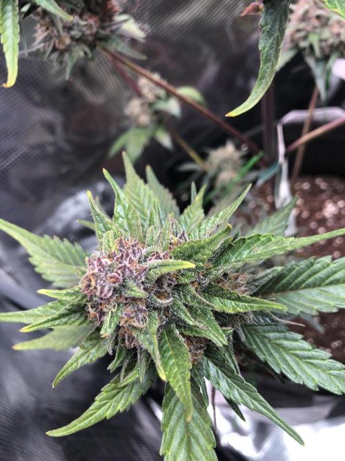 Red Gorilla Girl XL Auto. Week 10