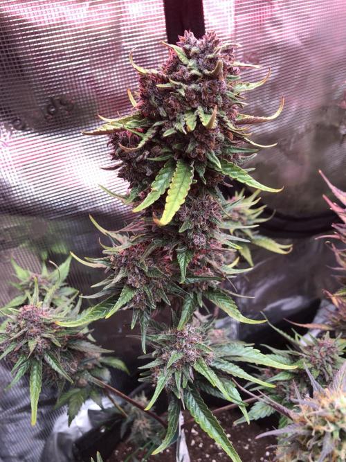 Red Gorilla Girl XL Auto. Week 10