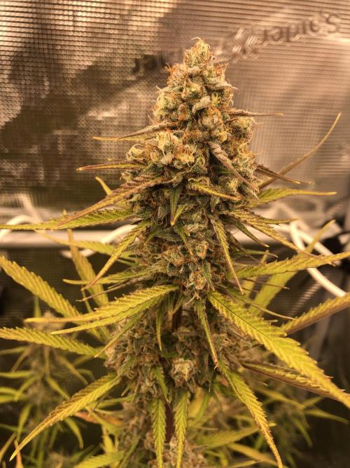 Cheese Auto 🧀. Week 10