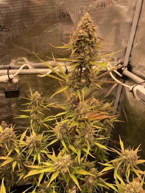 Cheese Auto 🧀. Week 10