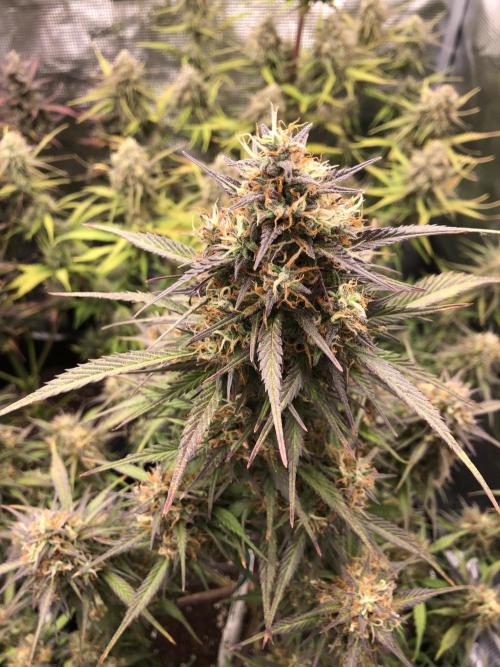 Strawberry Gorilla Auto. Week 10