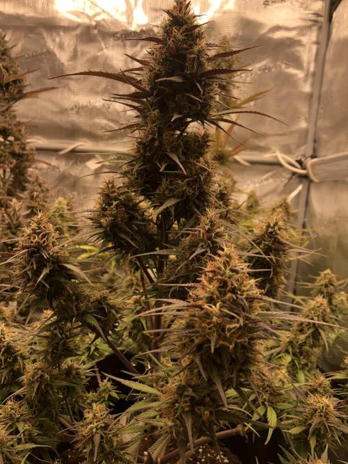 Strawberry Gorilla Auto. Week 10