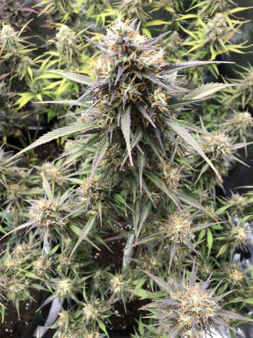 Strawberry Gorilla Auto. Week 10