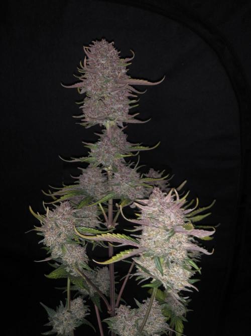Red Gorilla Girl XL Auto. Week 11
