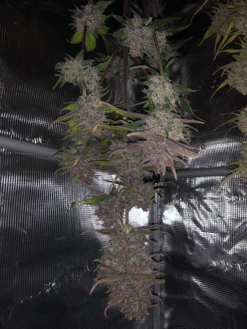 Red Gorilla Girl XL Auto. Week 11