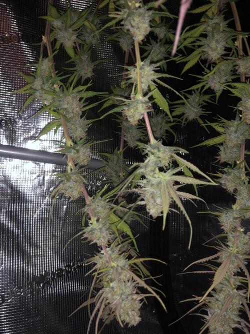 Cheese Auto 🧀. Week 11