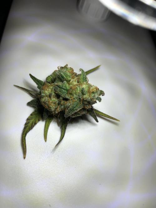 Cheese Auto 🧀. Week 11