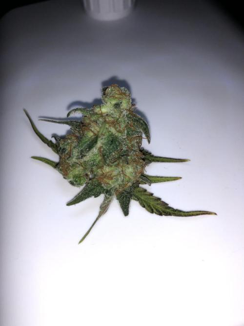 Cheese Auto 🧀. Week 11