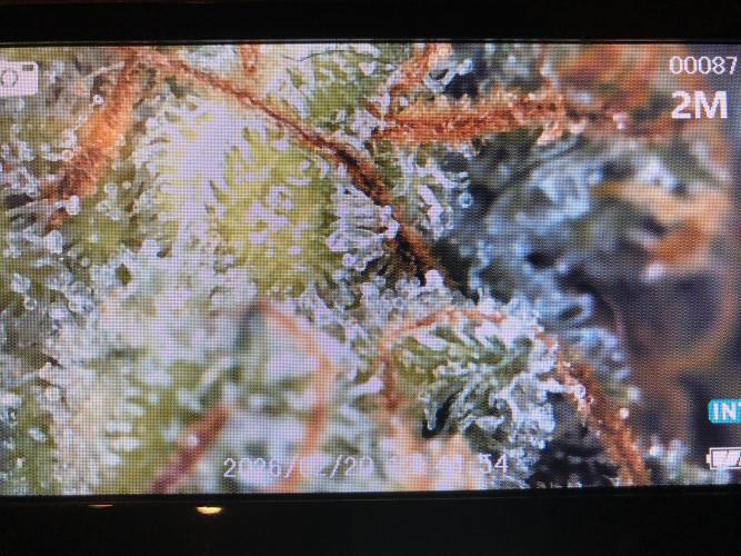 Cheese Auto 🧀. Week 11