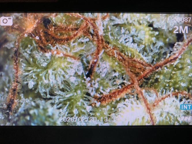 Cheese Auto 🧀. Week 11