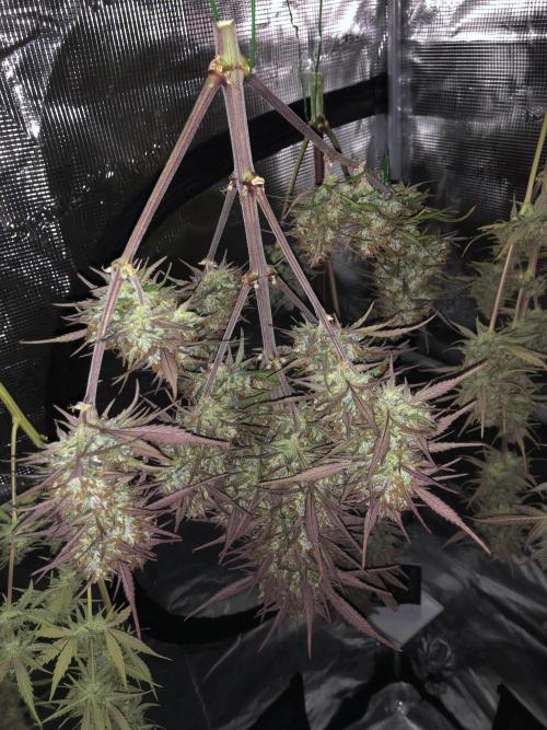 Strawberry Gorilla Auto. Week 11