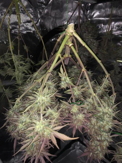 Strawberry Gorilla Auto. Week 11