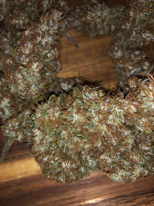 Strawberry Gorilla Auto. Week 11