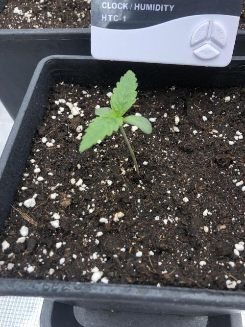 Pineapple Squeeze 🍍. Week 1
