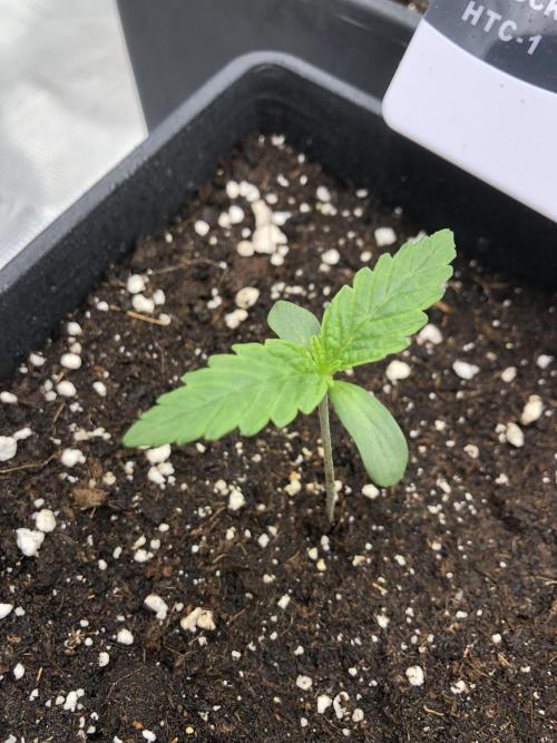 Pineapple Squeeze 🍍. Week 1