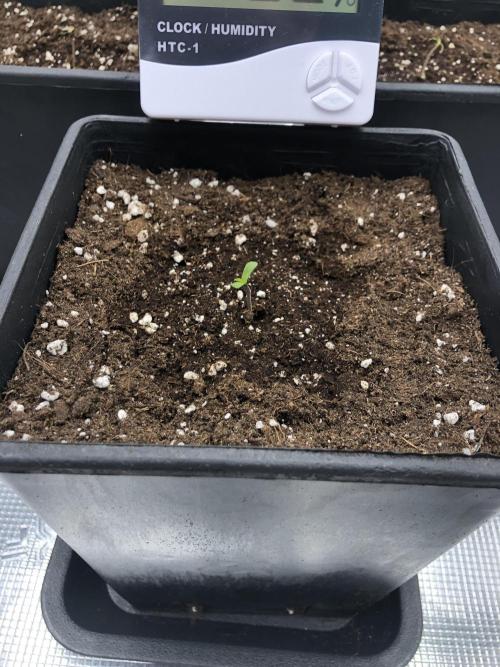 Pineapple Squeeze 🍍. Week 1