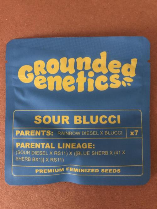 Sour Blucci 🍋 #1. Week 0