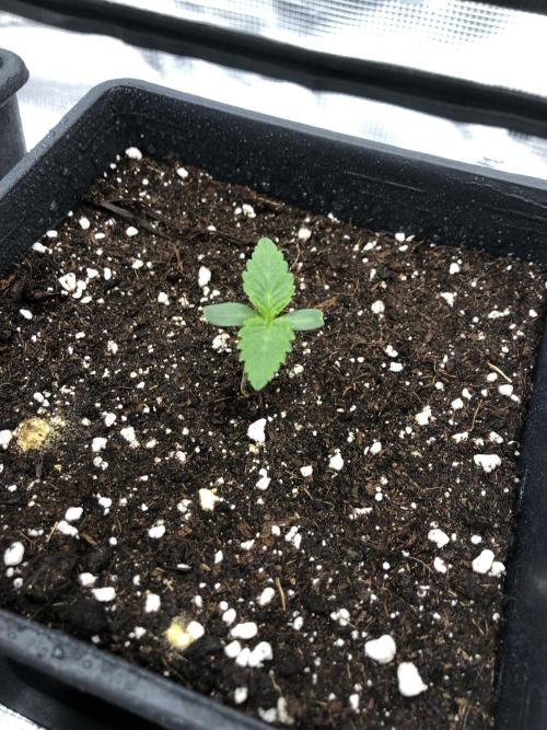Sour Blucci 🍋 #1. Week 1