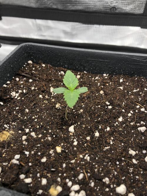 Sour Blucci 🍋 #1. Week 1