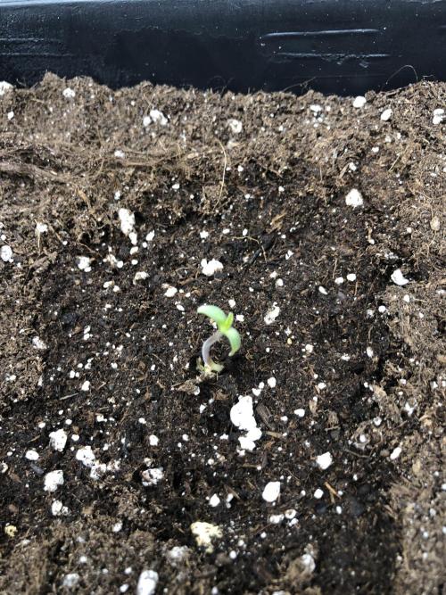 Sour Blucci 🍋 #1. Week 1