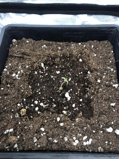 Sour Blucci 🍋 #1. Week 1