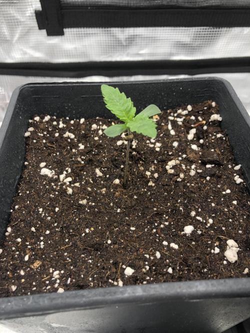 Sour Blucci 🍋 #2. Week 1