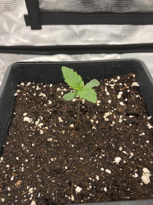 Sour Blucci 🍋 #2. Week 1