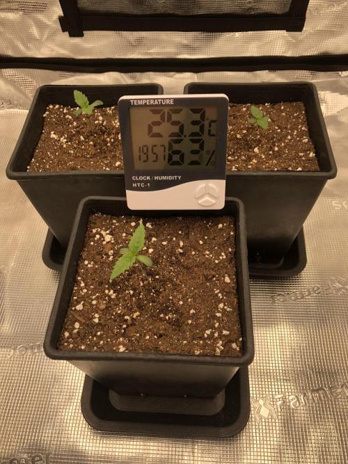 Sour Blucci 🍋 #2. Week 1