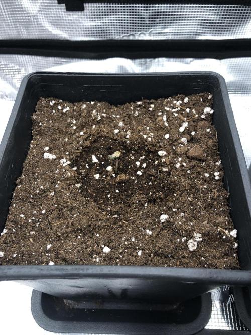 Sour Blucci 🍋 #2. Week 1