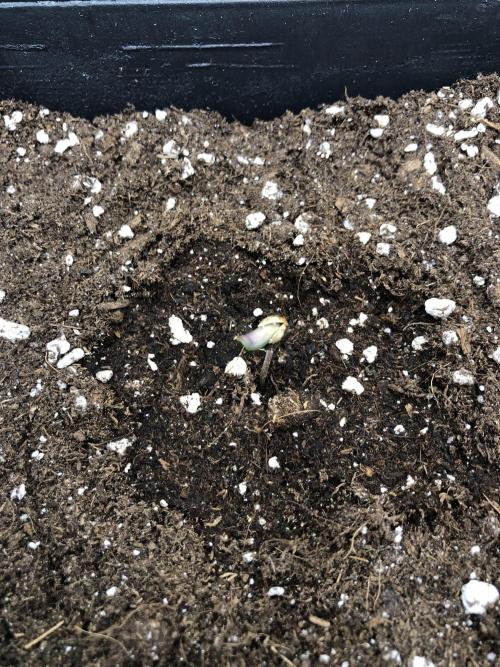Sour Blucci 🍋 #2. Week 1