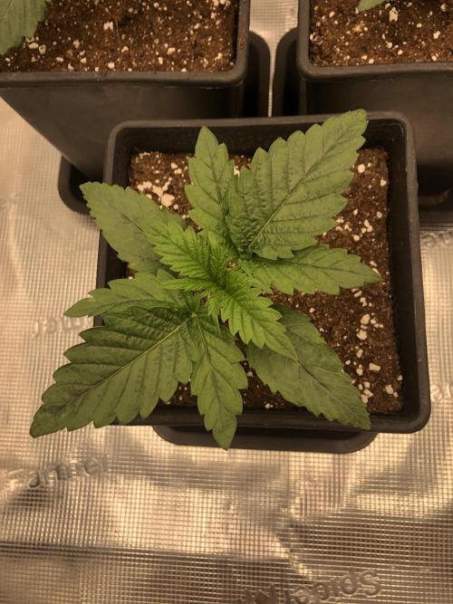 Pineapple Squeeze 🍍. Week 2