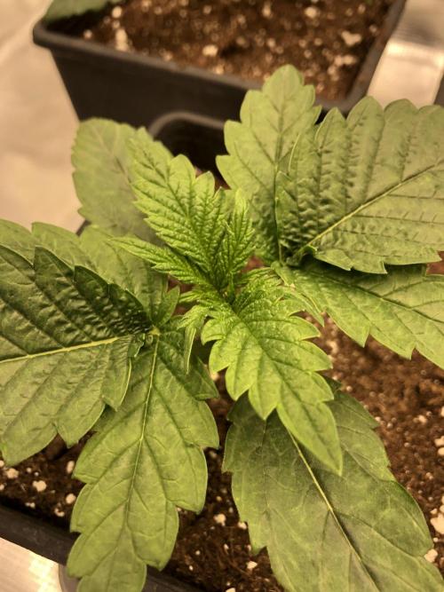 Pineapple Squeeze 🍍. Week 2