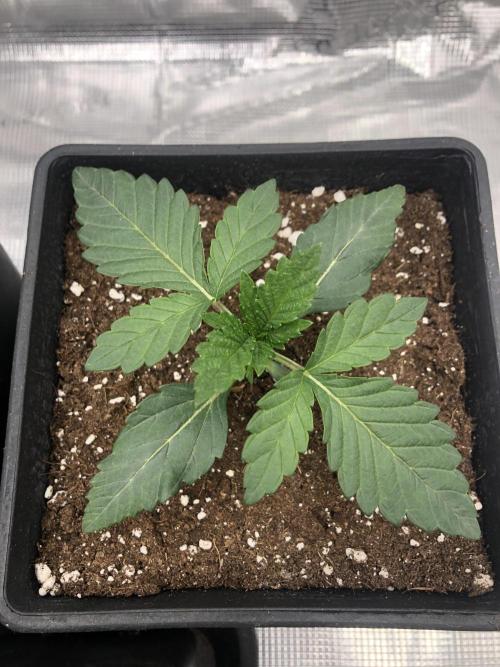Sour Blucci 🍋 #1. Week 2