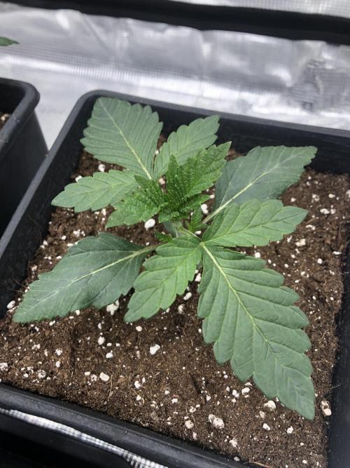 Sour Blucci 🍋 #1. Week 2
