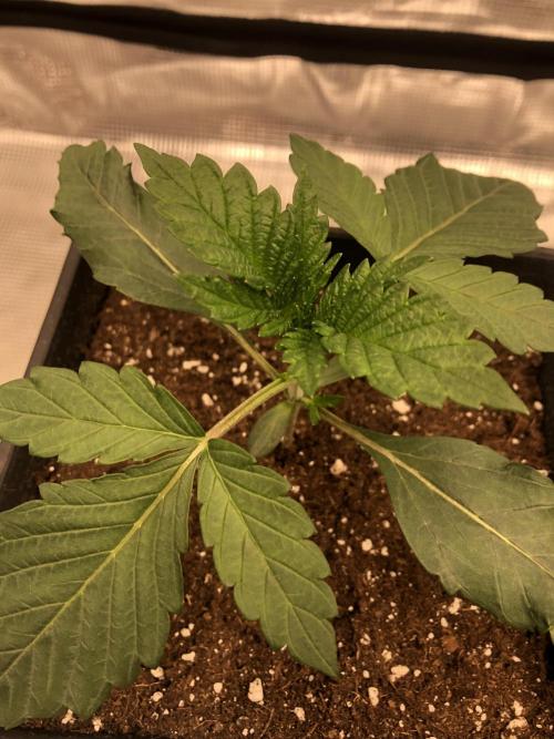 Sour Blucci 🍋 #2. Week 2