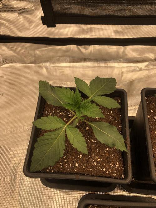 Sour Blucci 🍋 #2. Week 2