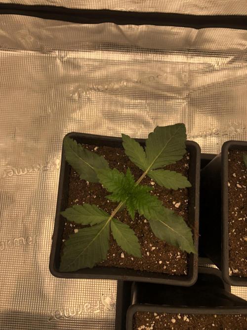 Sour Blucci 🍋 #2. Week 2