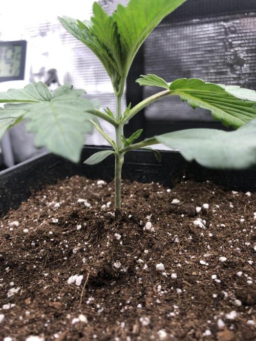 Sour Blucci 🍋 #2. Week 2
